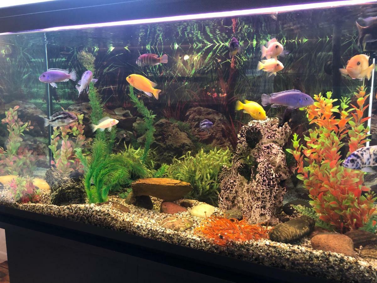 Apartamentai Viktorija Nida Luaran gambar